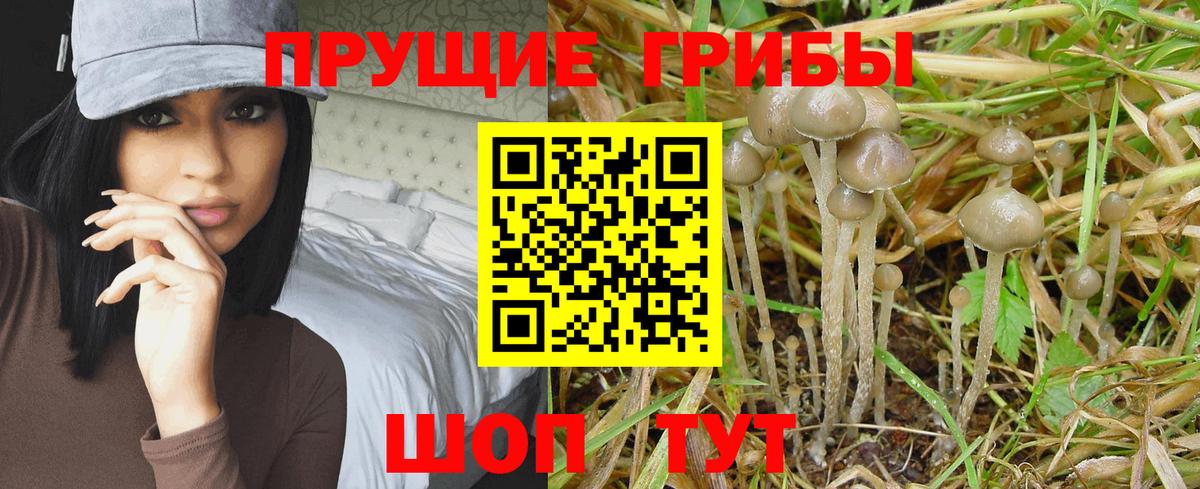 Псилоцибиновые грибы мицелий Карпинск